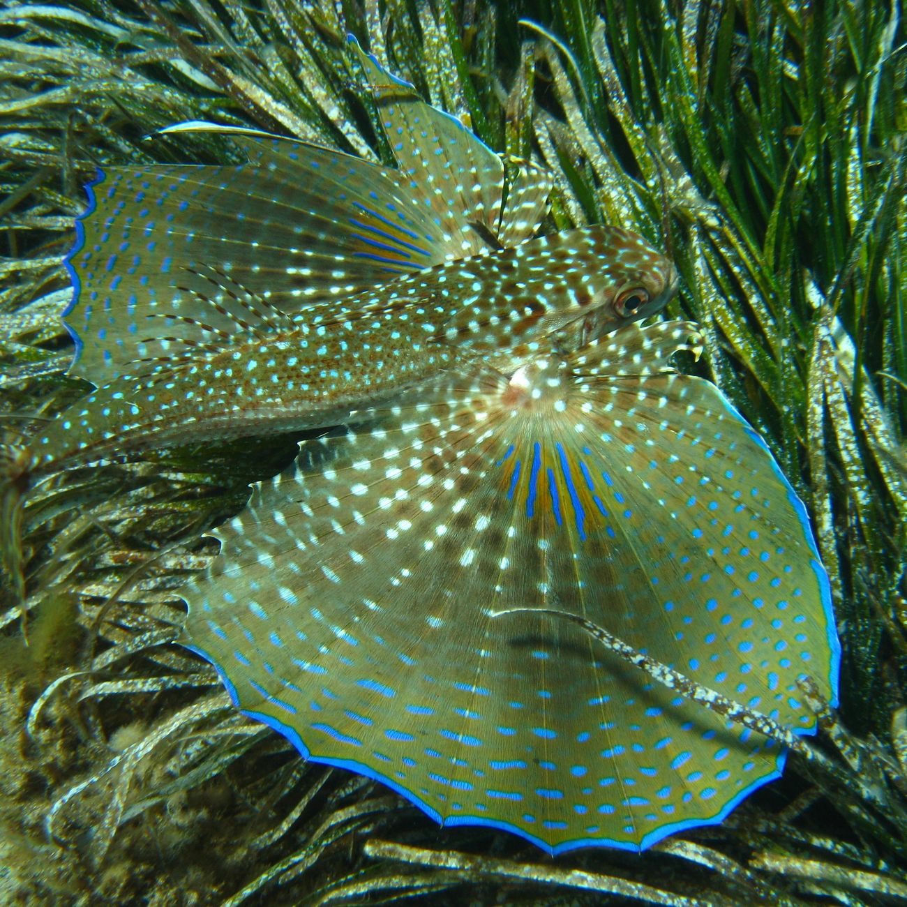 Marine Protected Areas Management