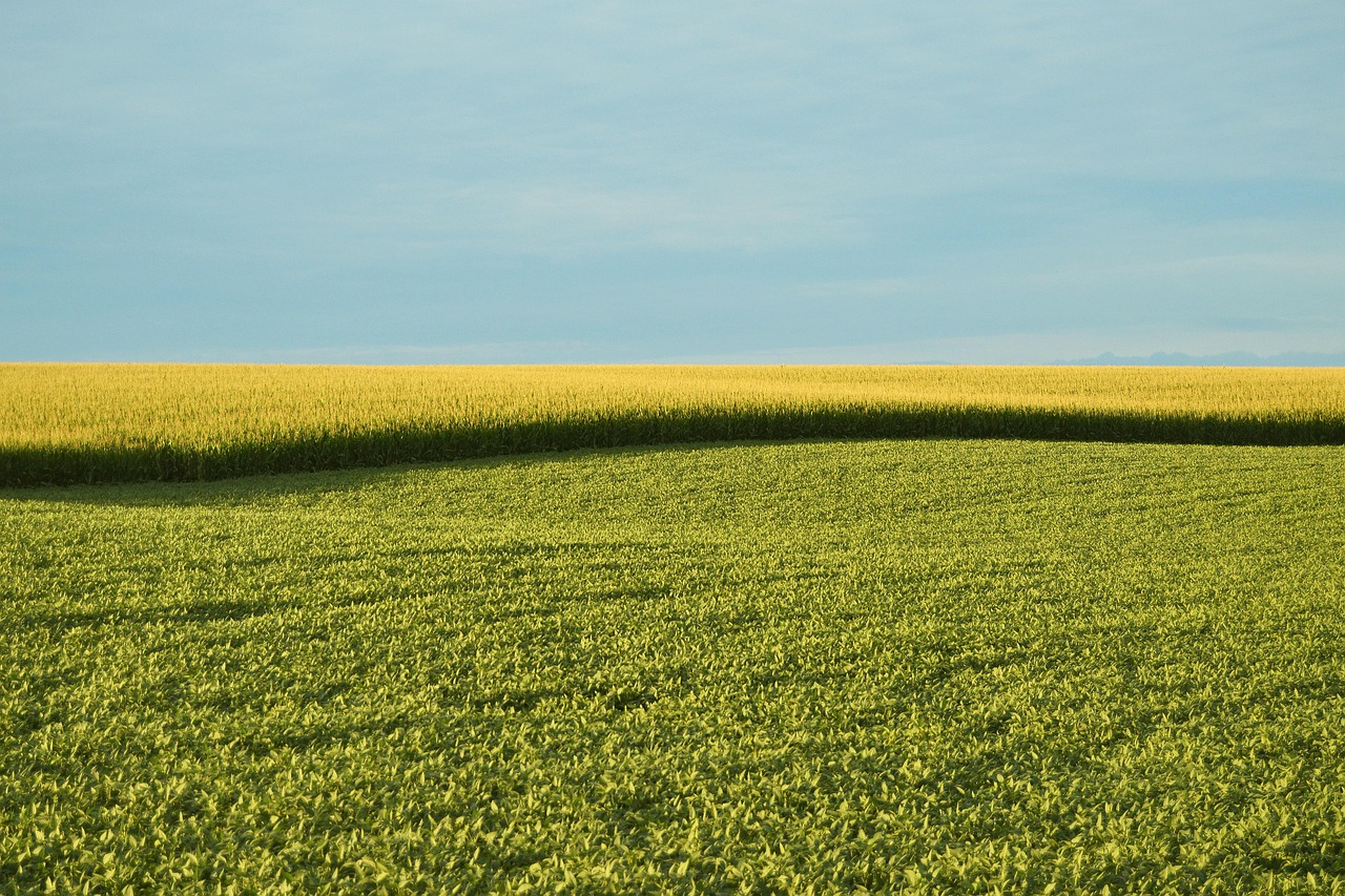 Introduction to GMO Auditing