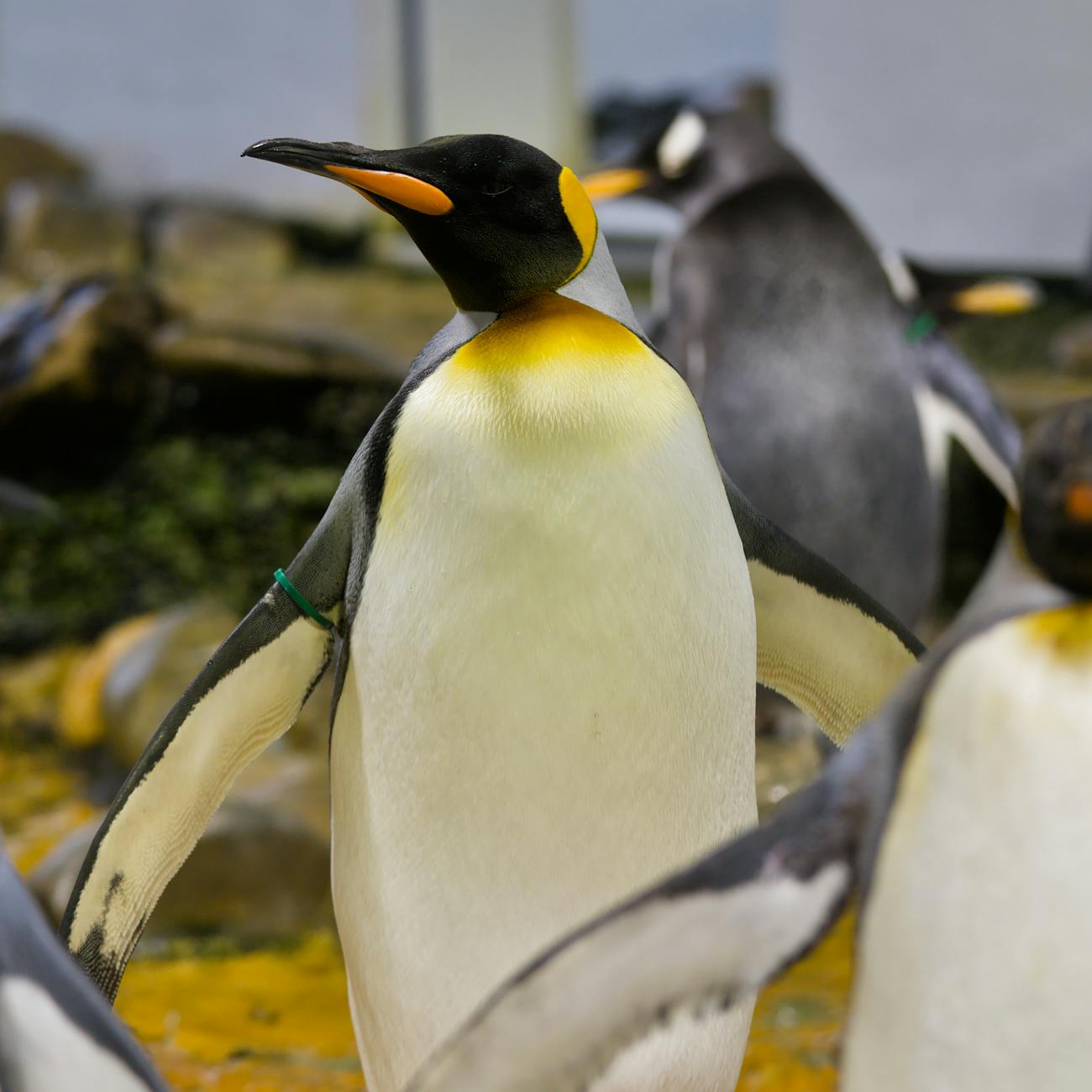 Penguin Behavior and Enrichment