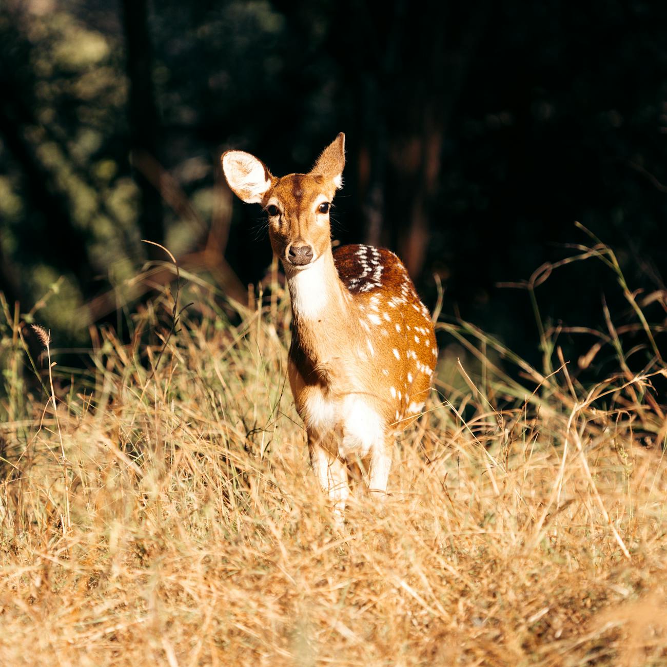 Wildlife Conservation Strategies