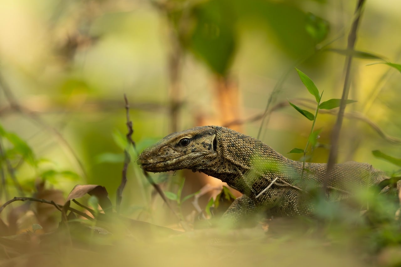 Gis Fundamentals For Conservation