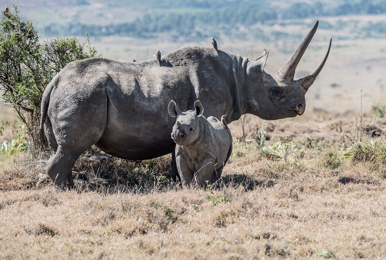 Wildlife Conservation Reporting