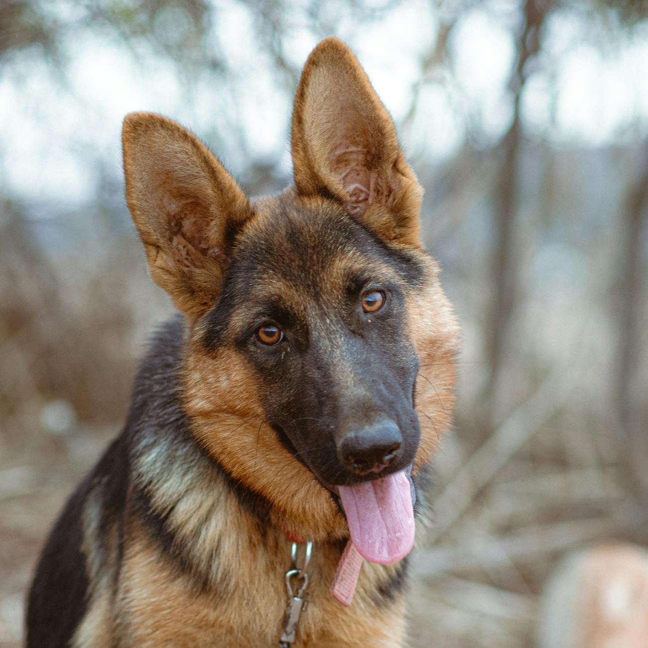 Canine Health and Nutrition