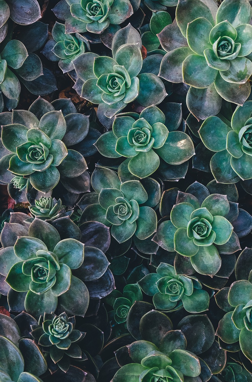 Botanical Knowledge and Plant Identification