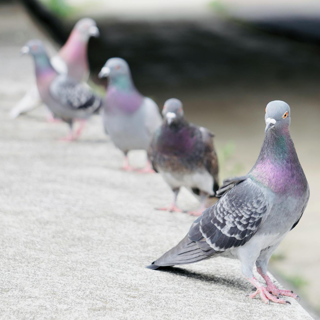 Pigeon Behavior and Communication