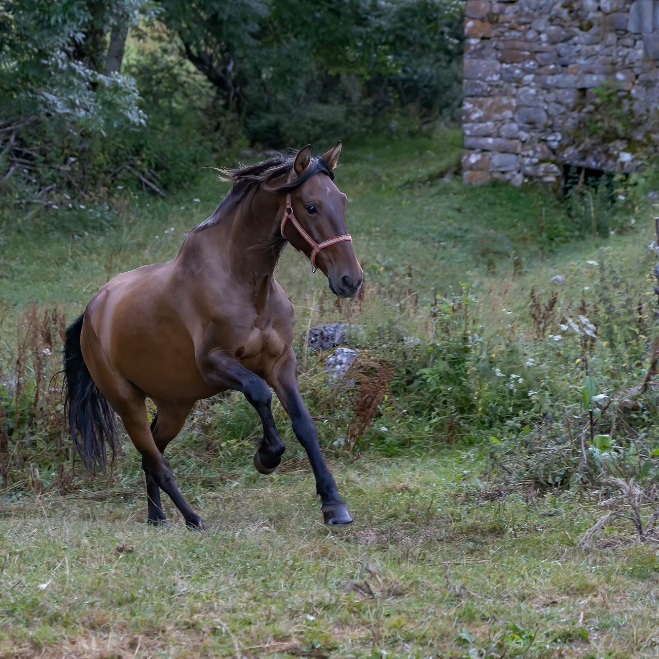 Equine Musculoskeletal System