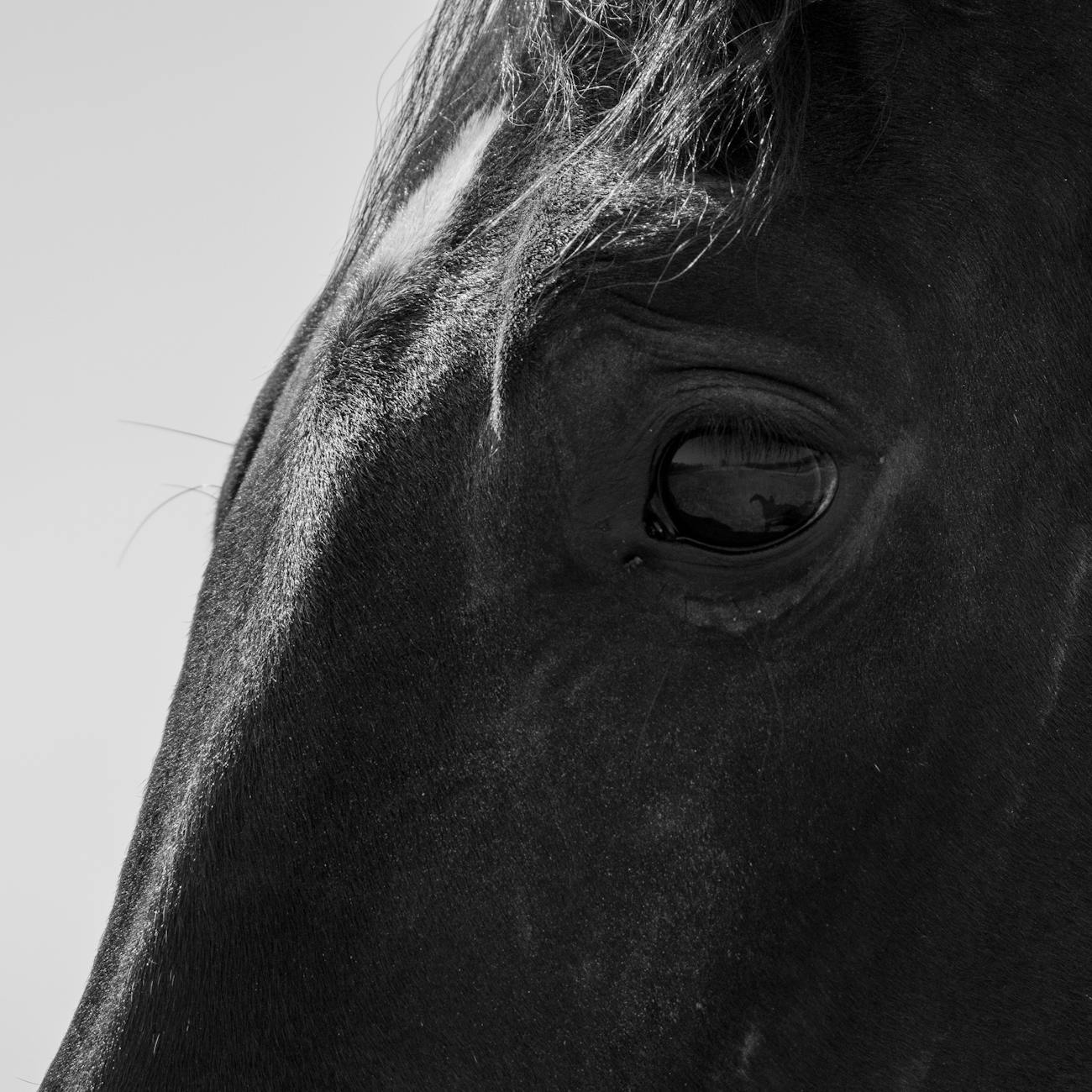 Equine Performance Evaluation