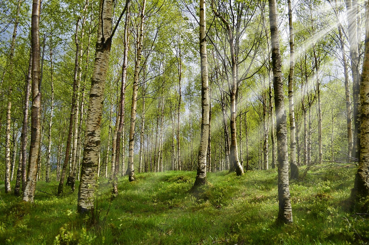 Allergen Avoidance Strategies