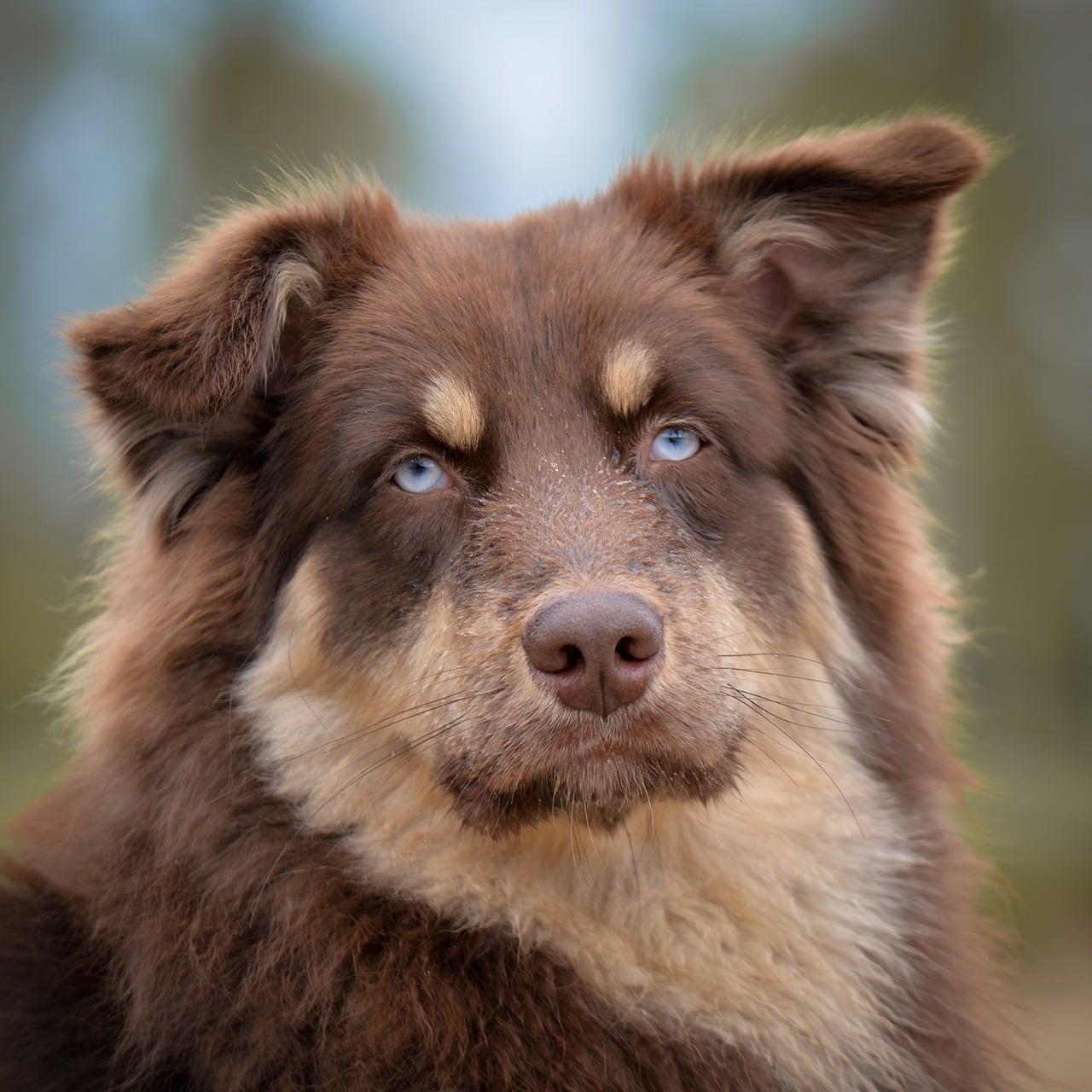 Common Pet Allergens