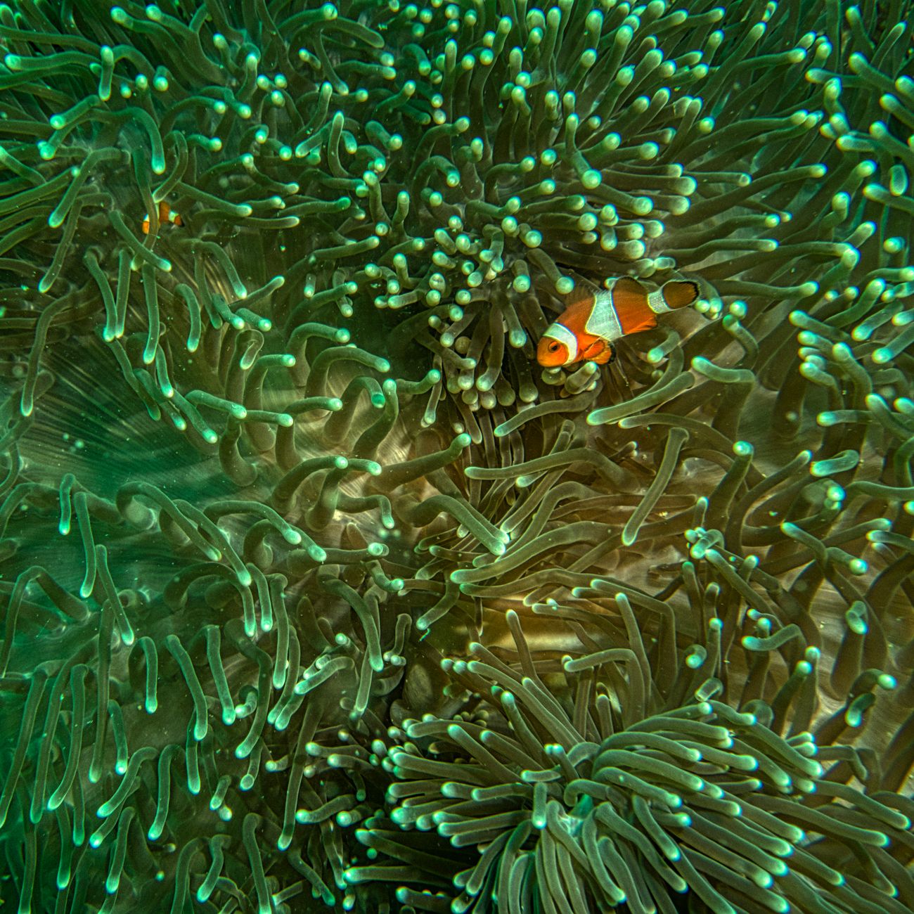 Marine Biodiversity Management