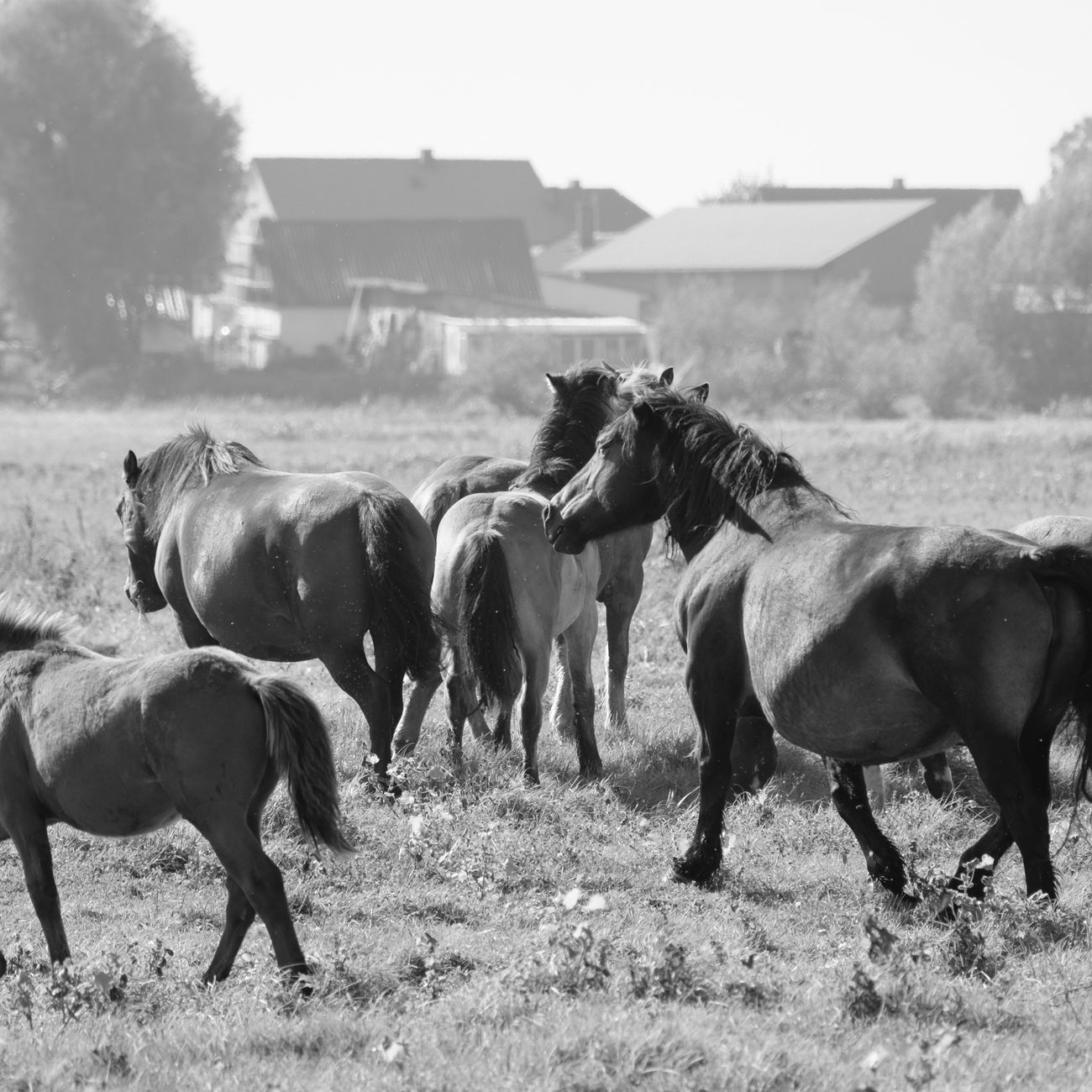 Equine Parasite Biochemistry
