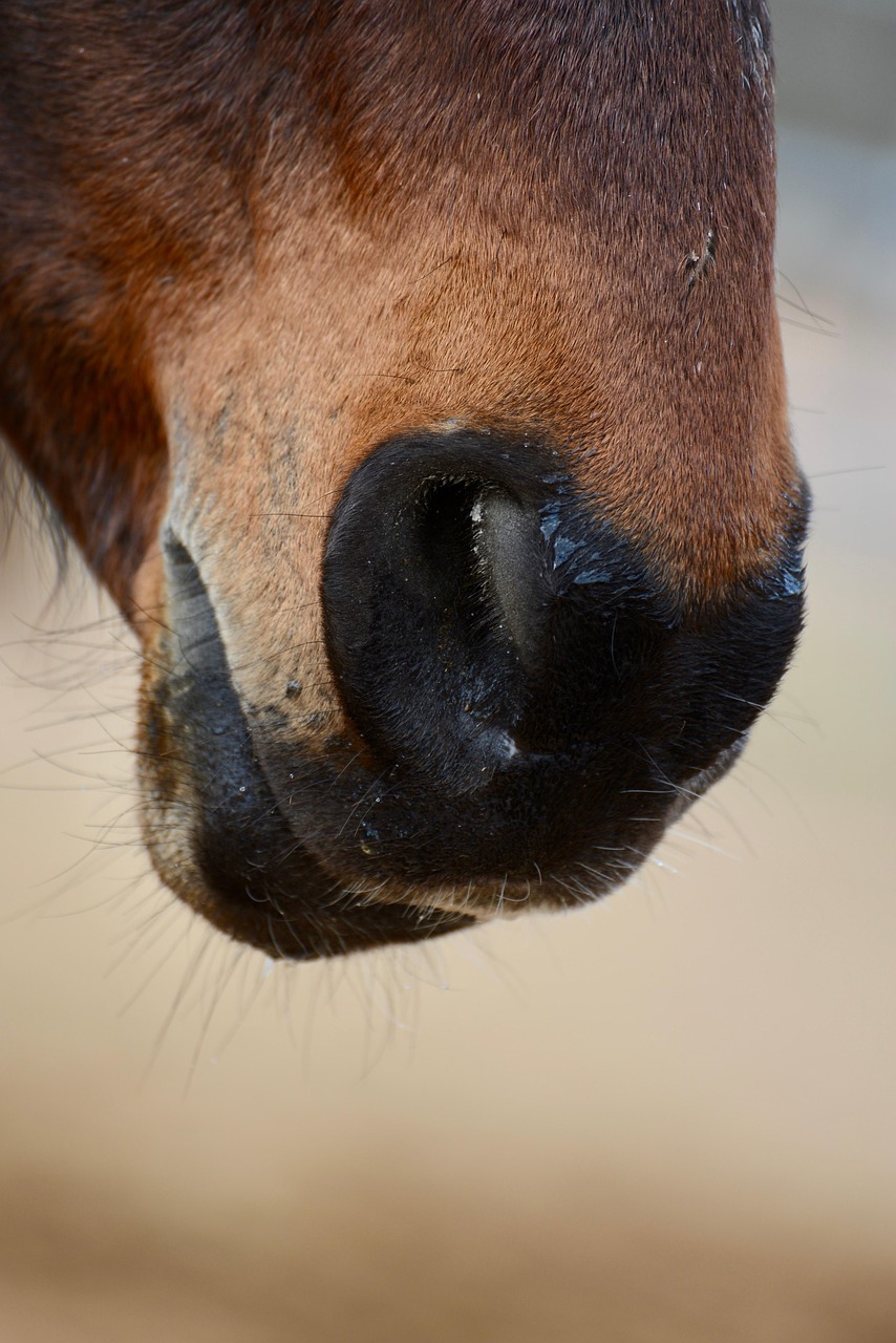 Equine Parasite Prevention Strategies