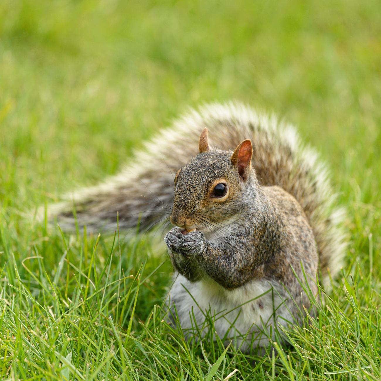 Calculating Medication Dosages for Wildlife Patients