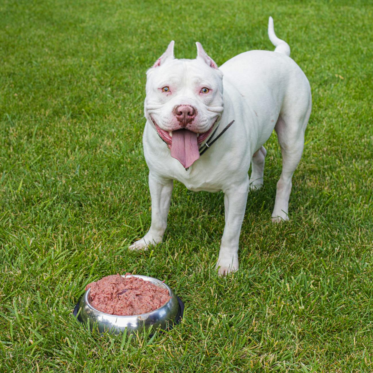 Canine Nutrition Basics