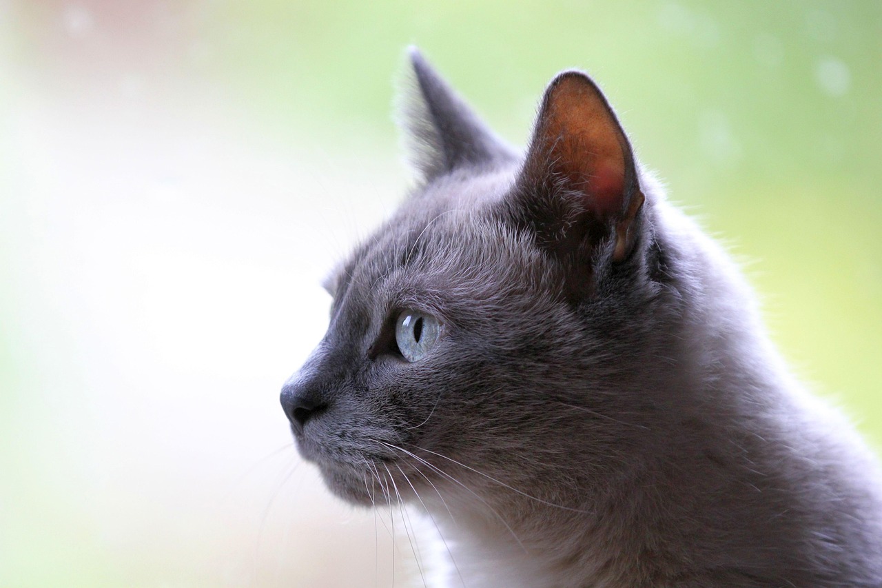 Cat Anatomy and Physiology