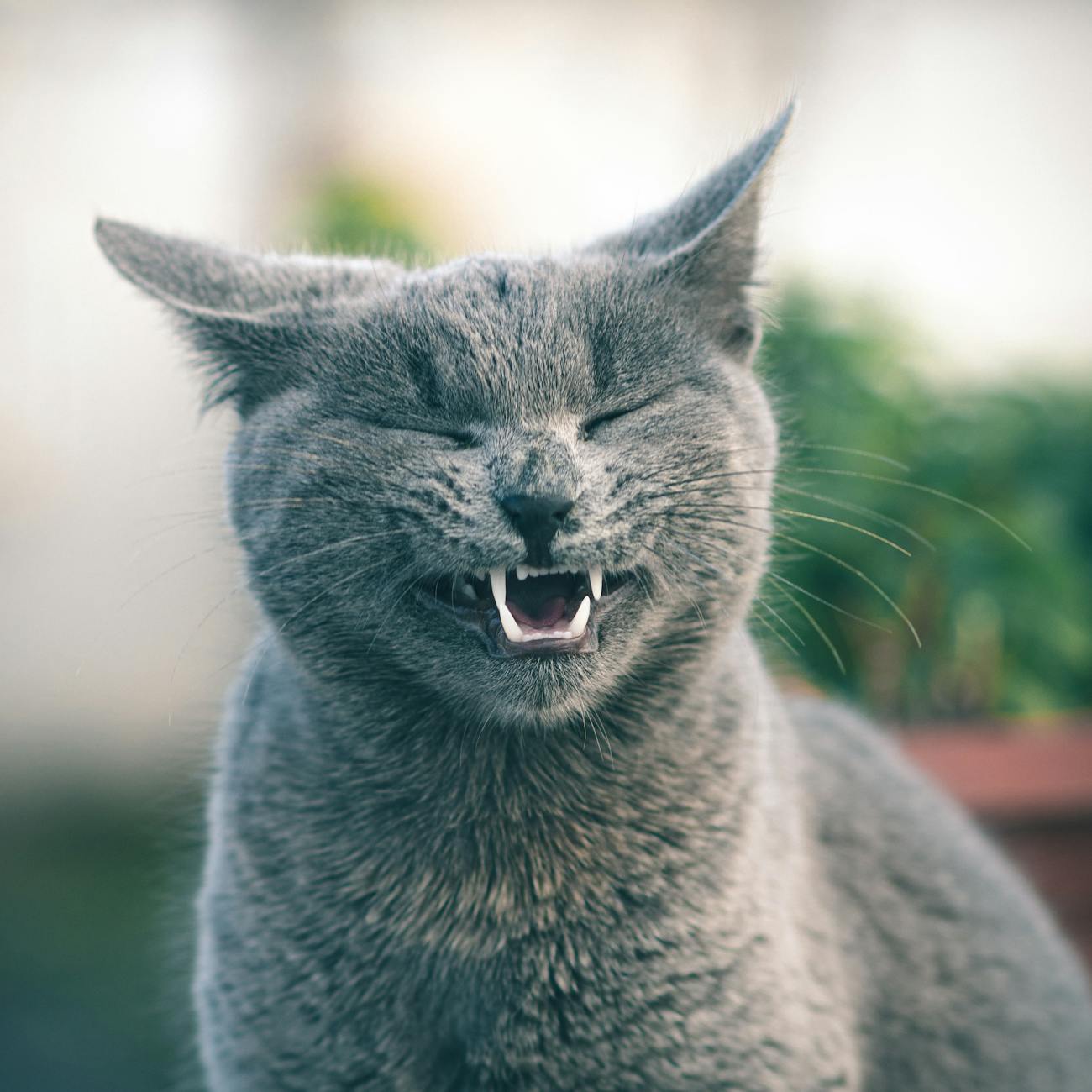 Cat Behavior and Handling