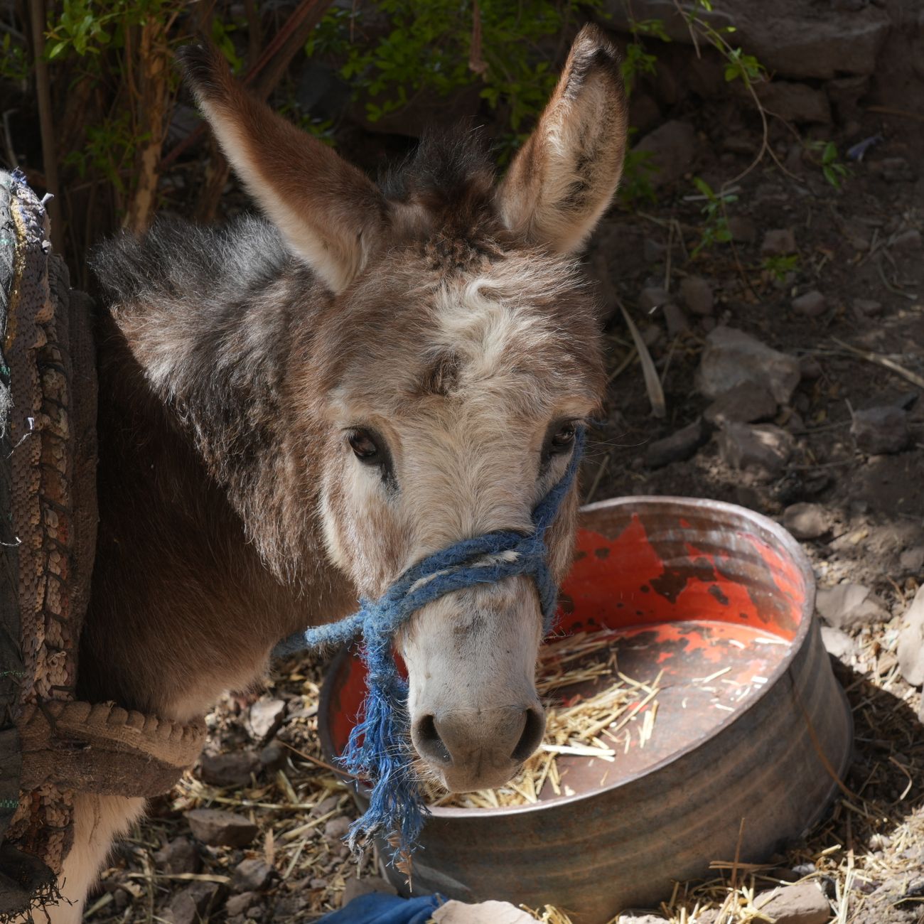 Feed and Nutrition Management