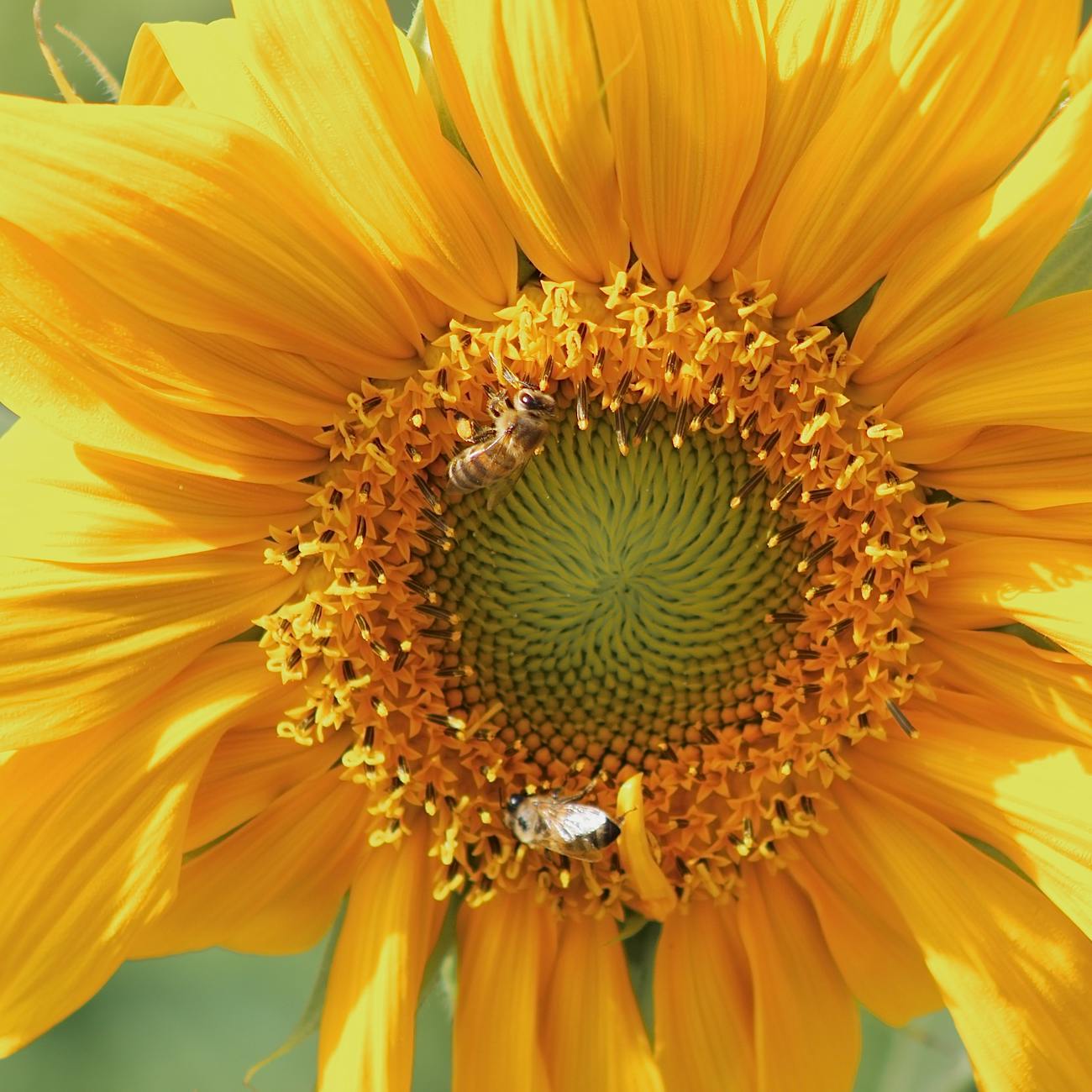 Sustainability and Environmental Stewardship.