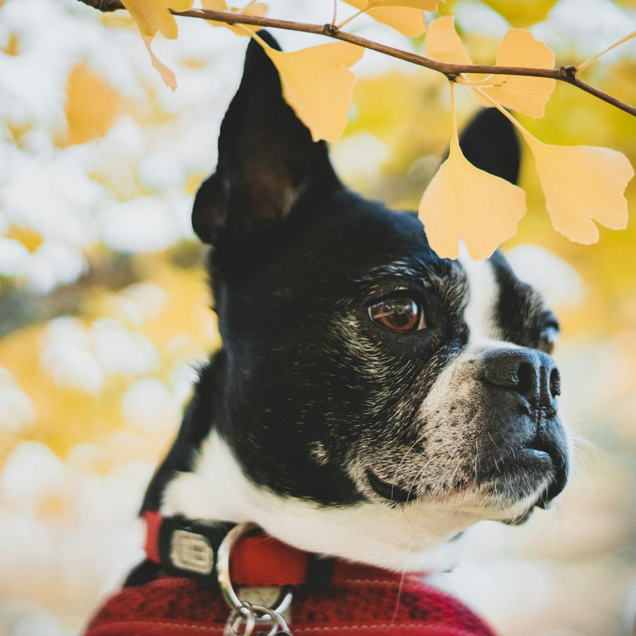 Understanding Dementia and its Impact on Pets