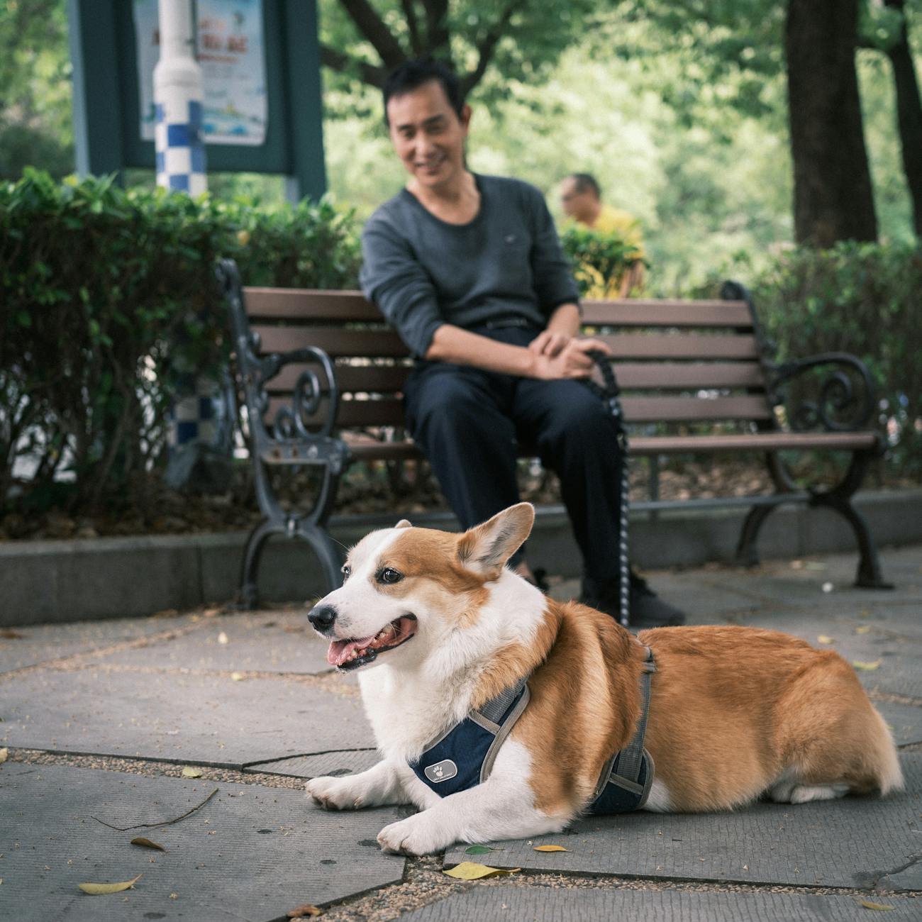 Ethical Considerations in Pet Therapy