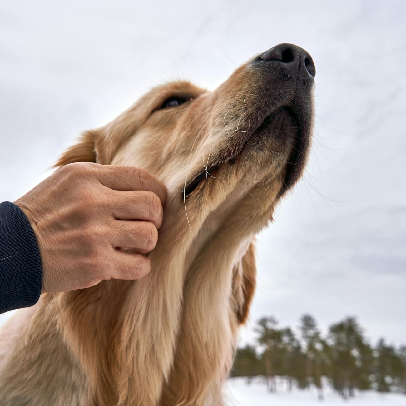 Anatomy and Physiology of Human-Animal Interaction