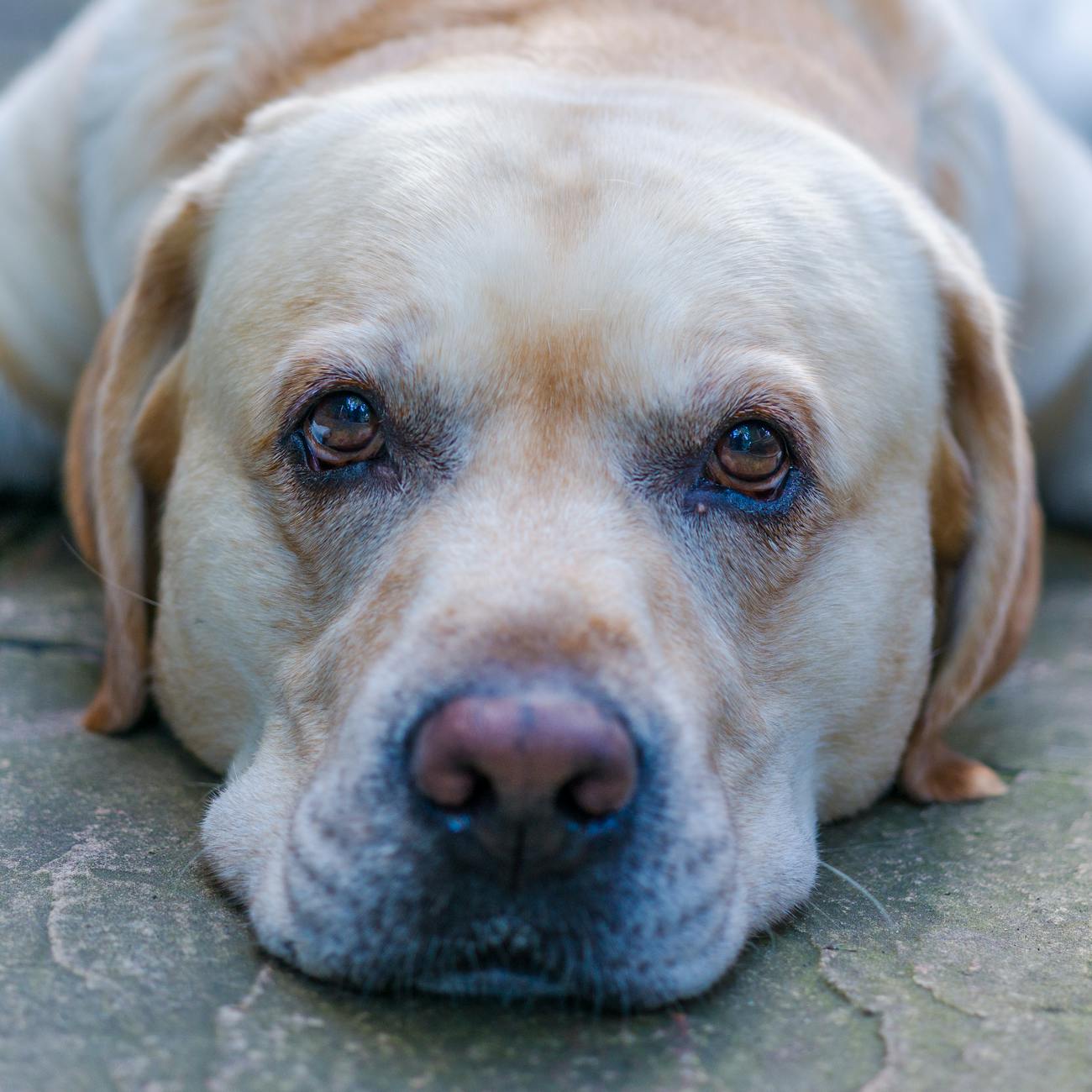 Communication Techniques in Pet Therapy
