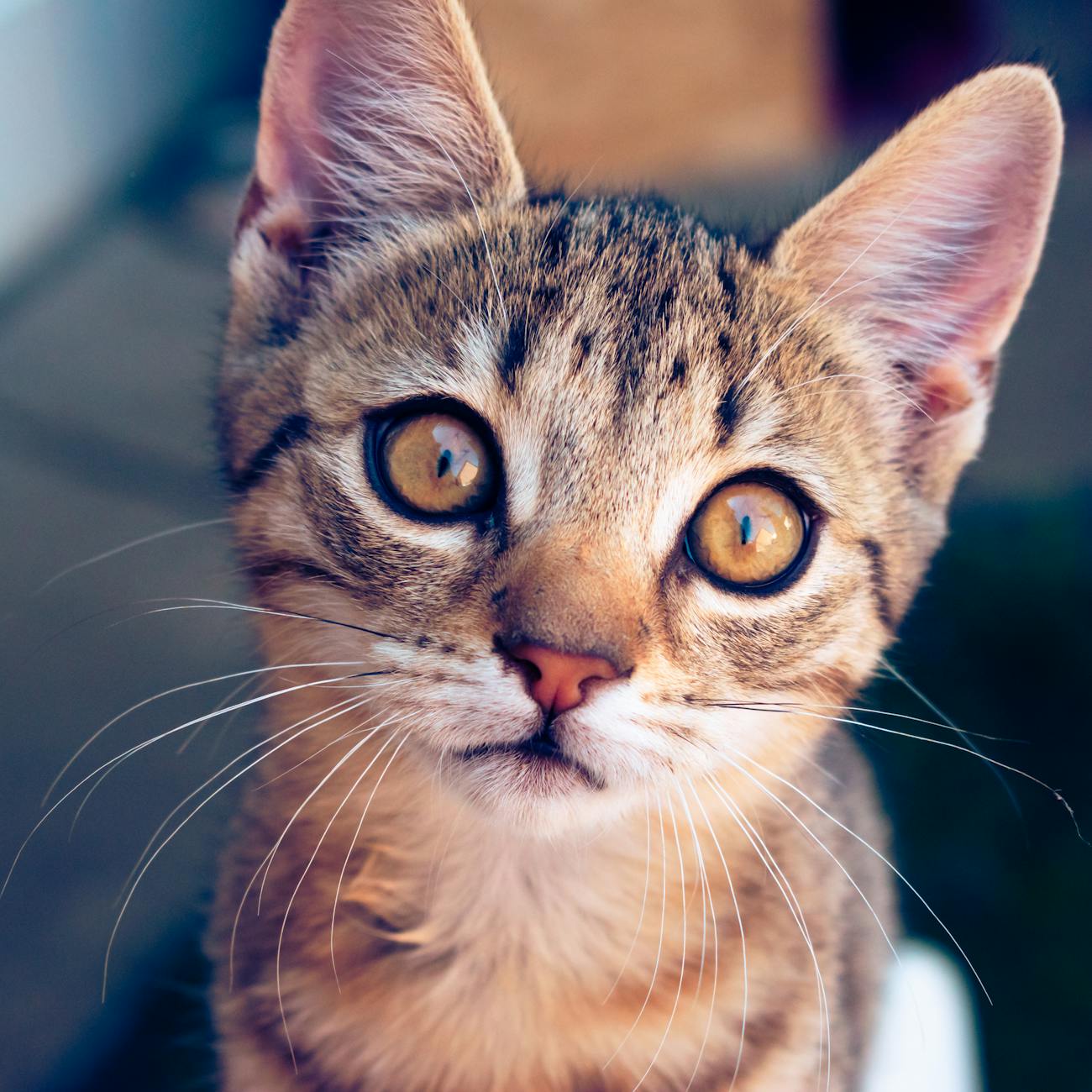 Financial Management in Veterinary Practice