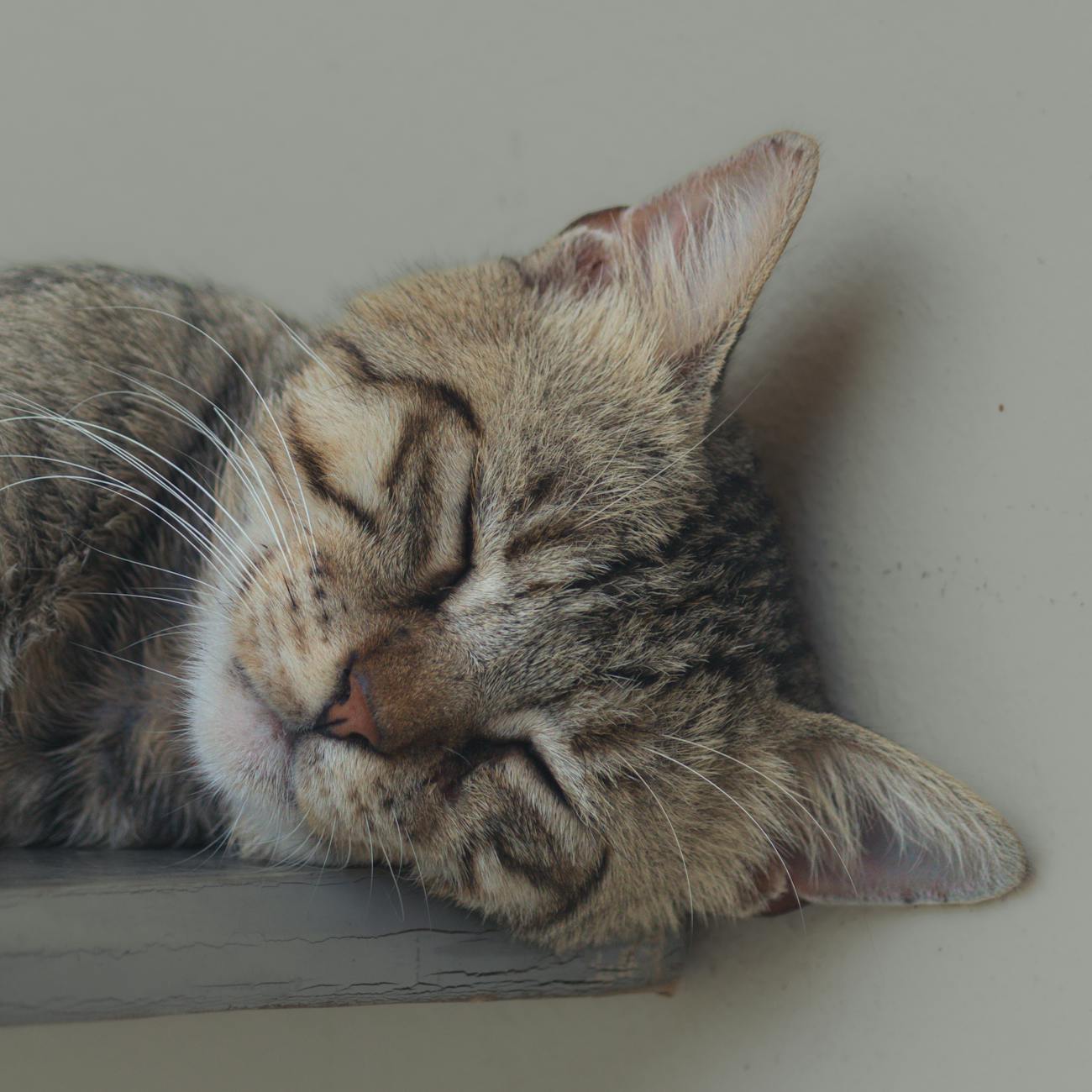 Budgeting and Forecasting in Veterinary Office