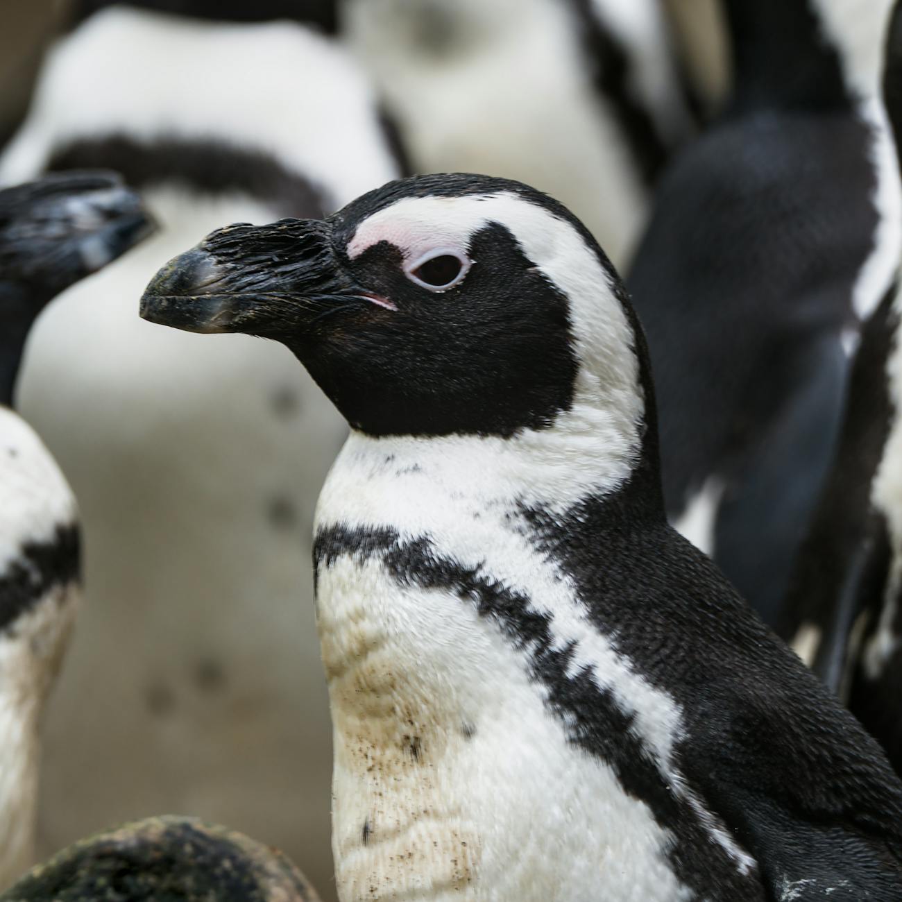 Penguin Health and Disease Management