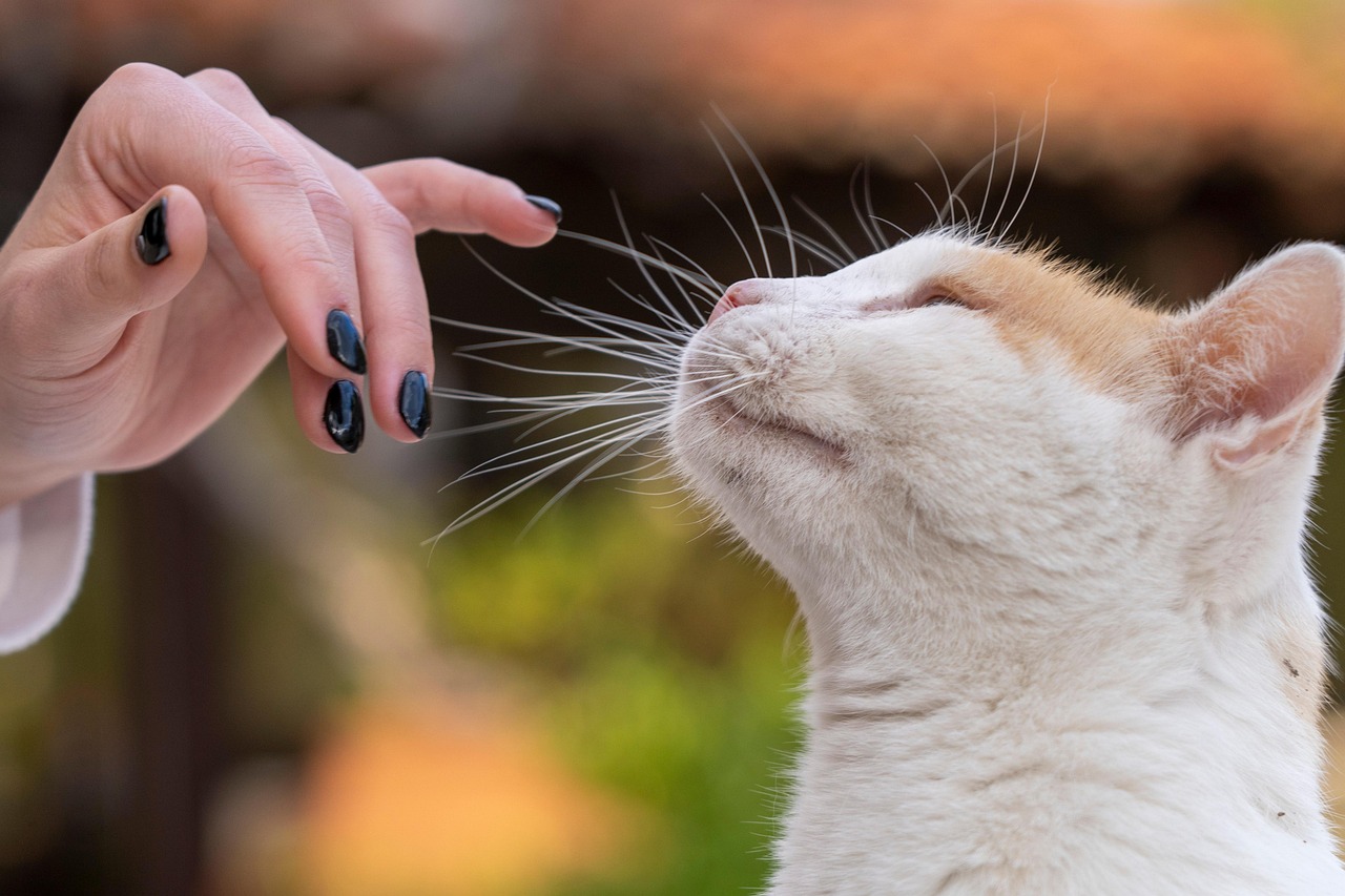 Building Rapport and Trust in Counselling
