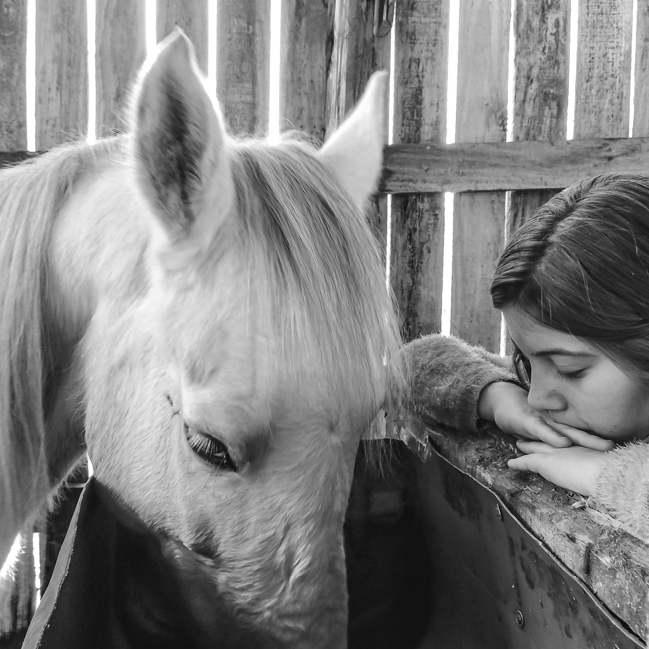 Equine Nutrition and Health