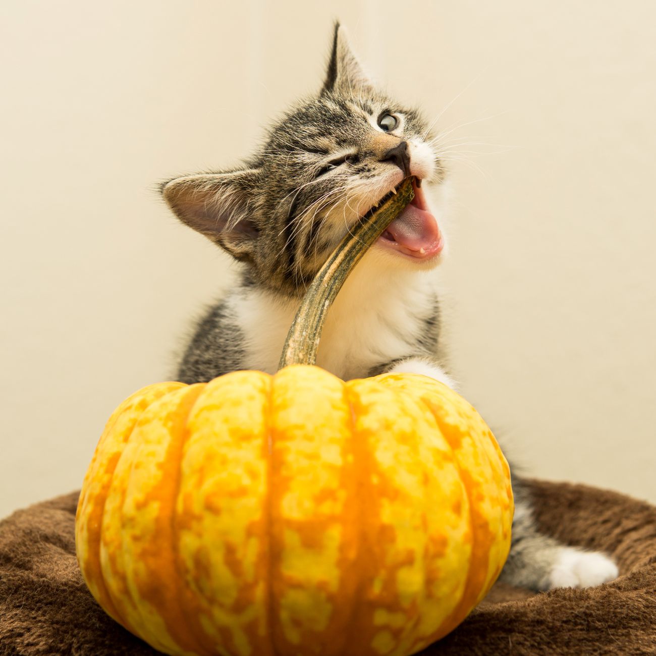 Nutrition and Diet for Pets