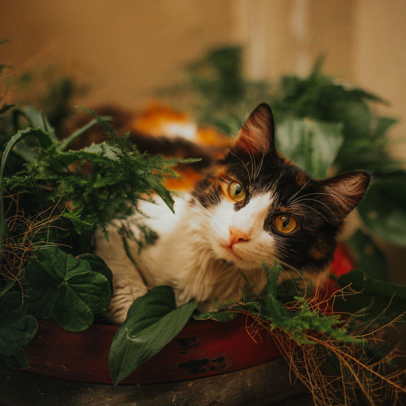 Herbal Remedies for Common Ailments