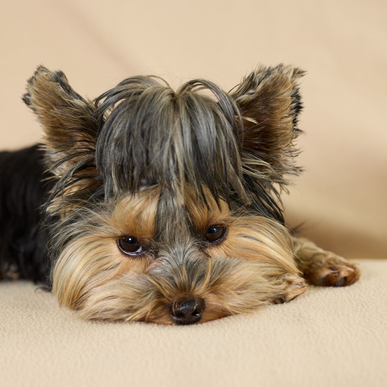 Aromatherapy for Pets