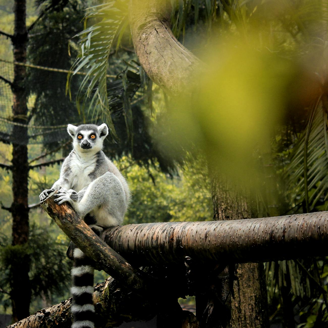 Image Recognition and Processing for Wildlife Conservation
