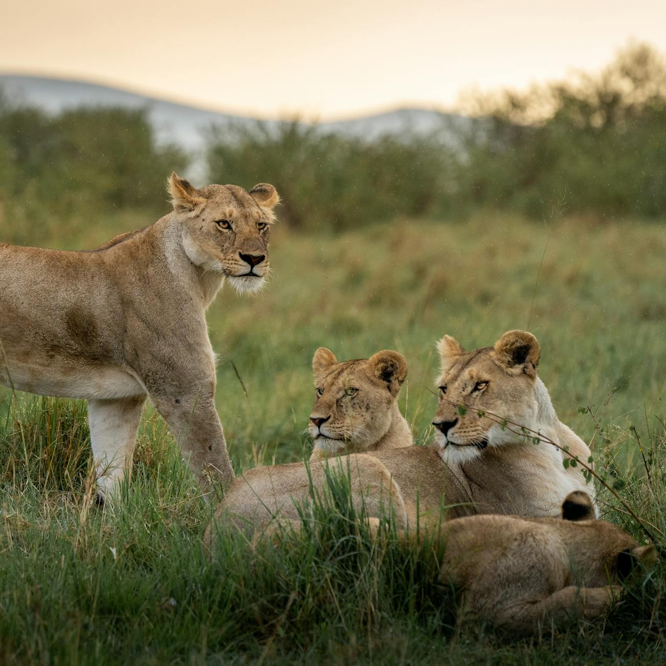 Natural Language Processing for Wildlife Conservation