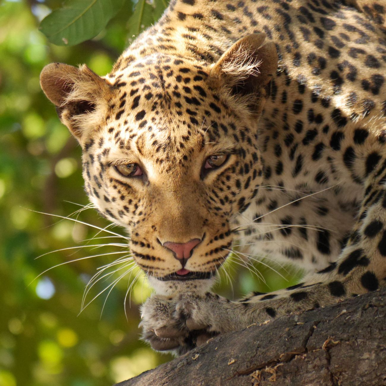 Ethics and Bias in AI for Wildlife Conservation