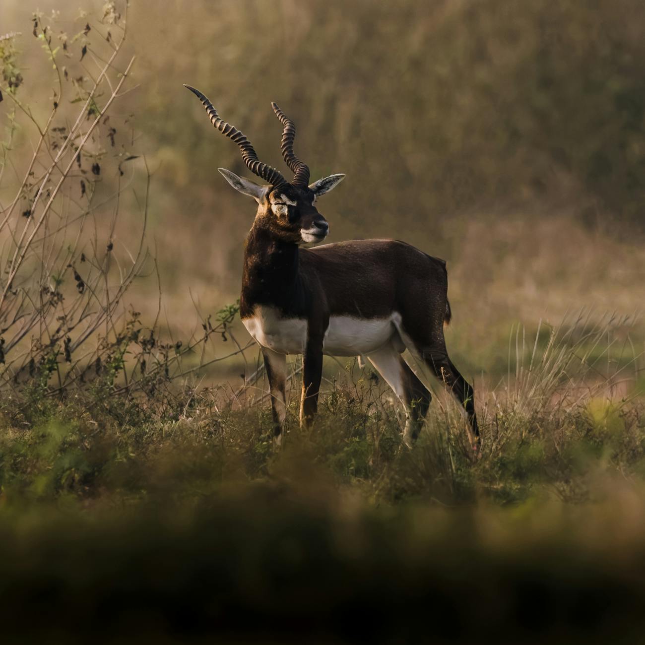 Conservation Policy and AI Applications