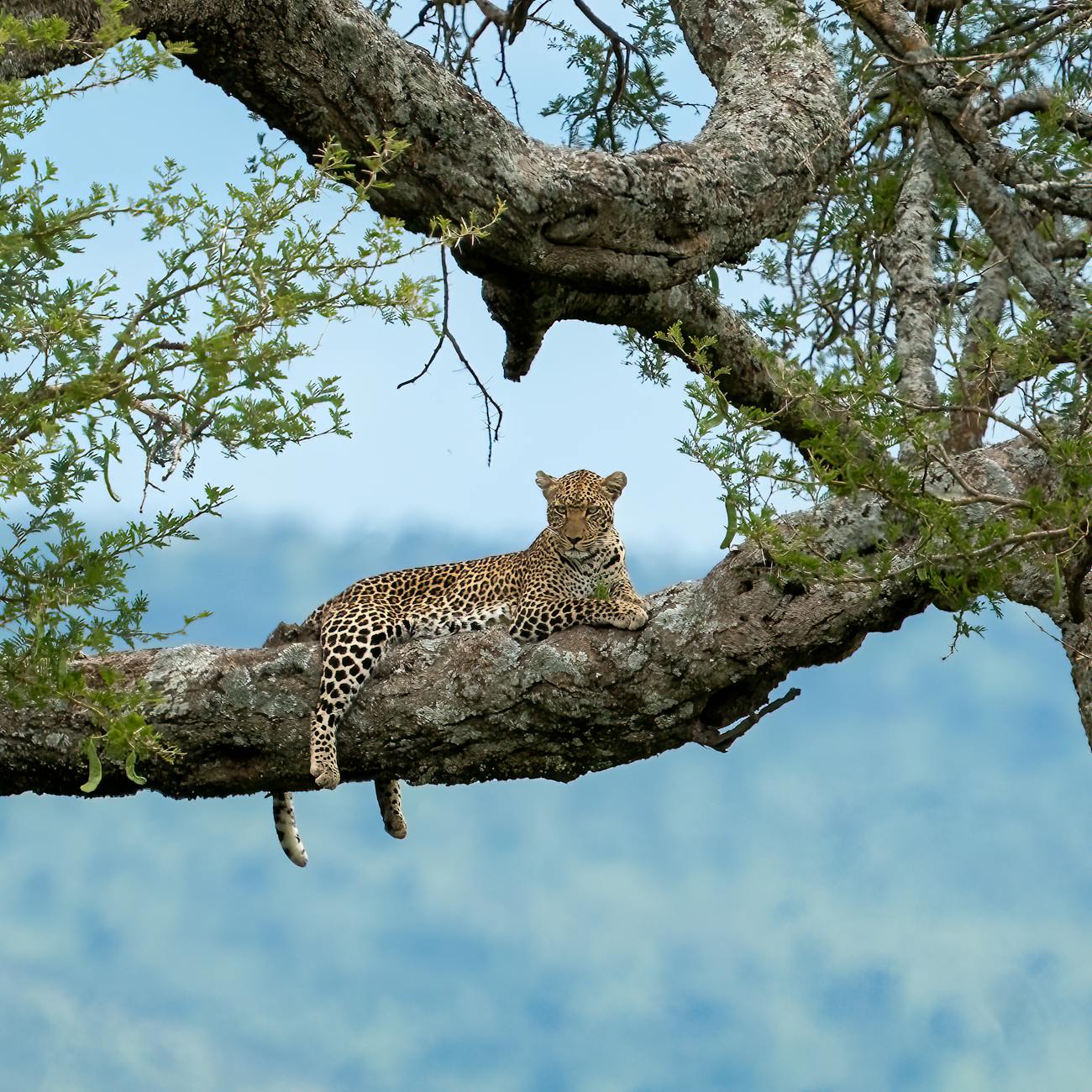 Wildlife Population Modeling with AI