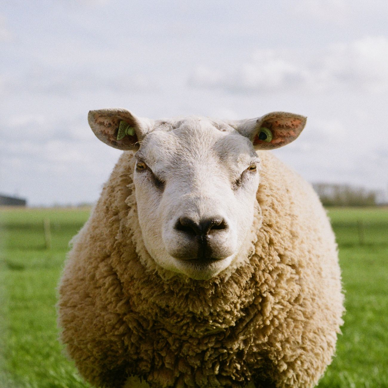 Sheep Breeding And Selection