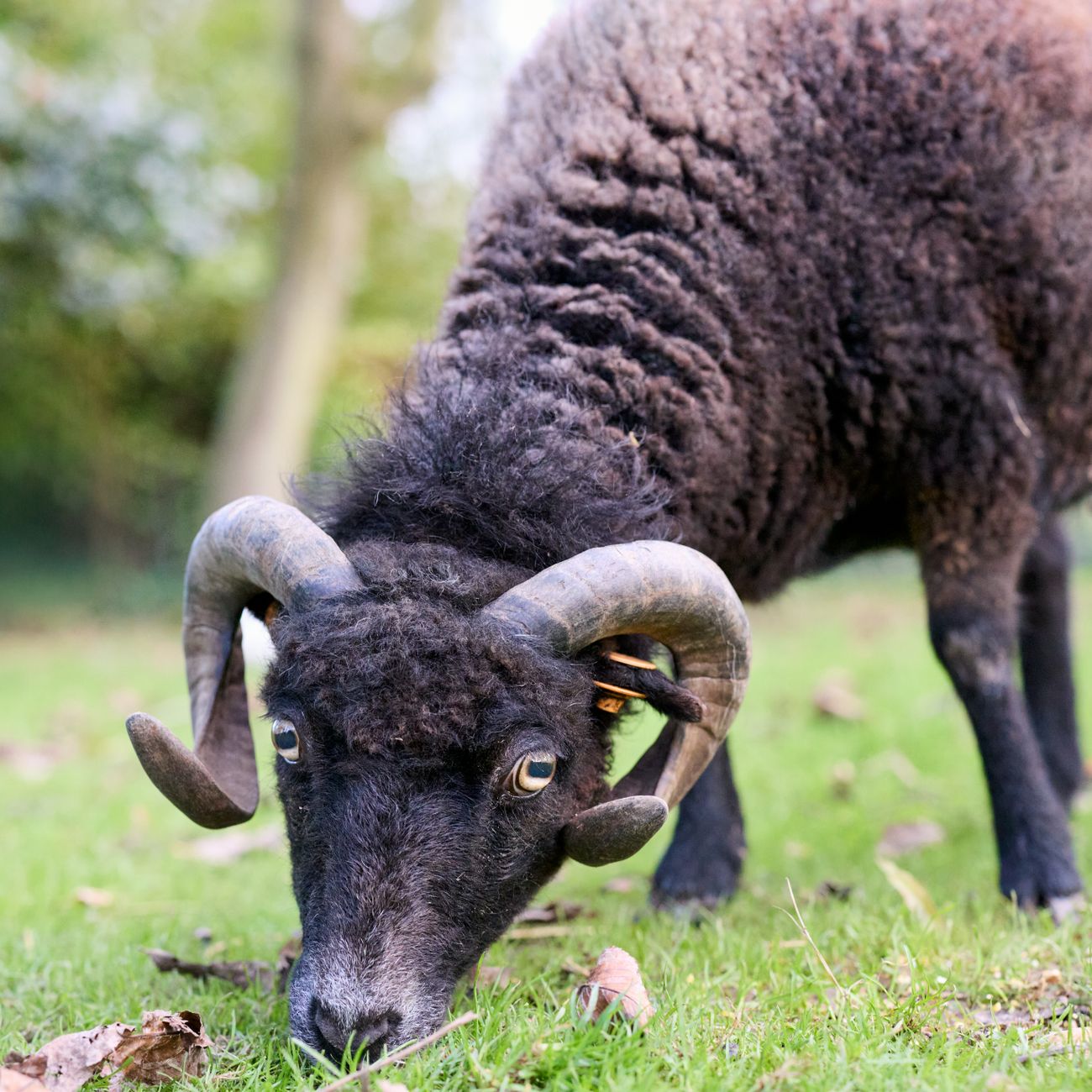 Wool Classing Techniques