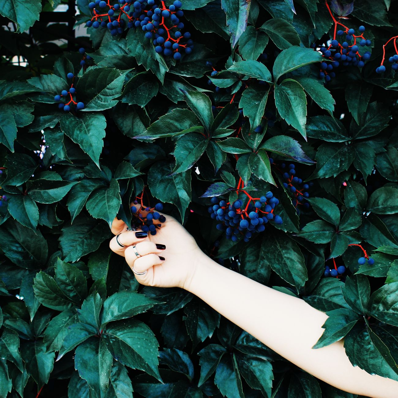 Toxic Plant Metabolites