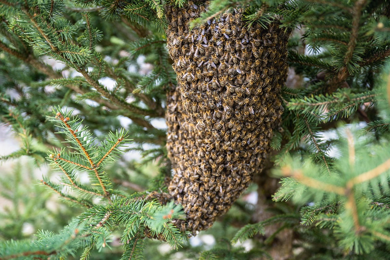Introduction to Global Honey Markets