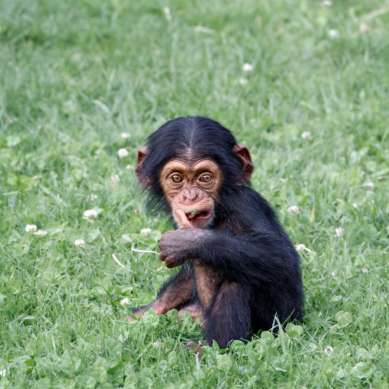 Social Structure and Dynamics