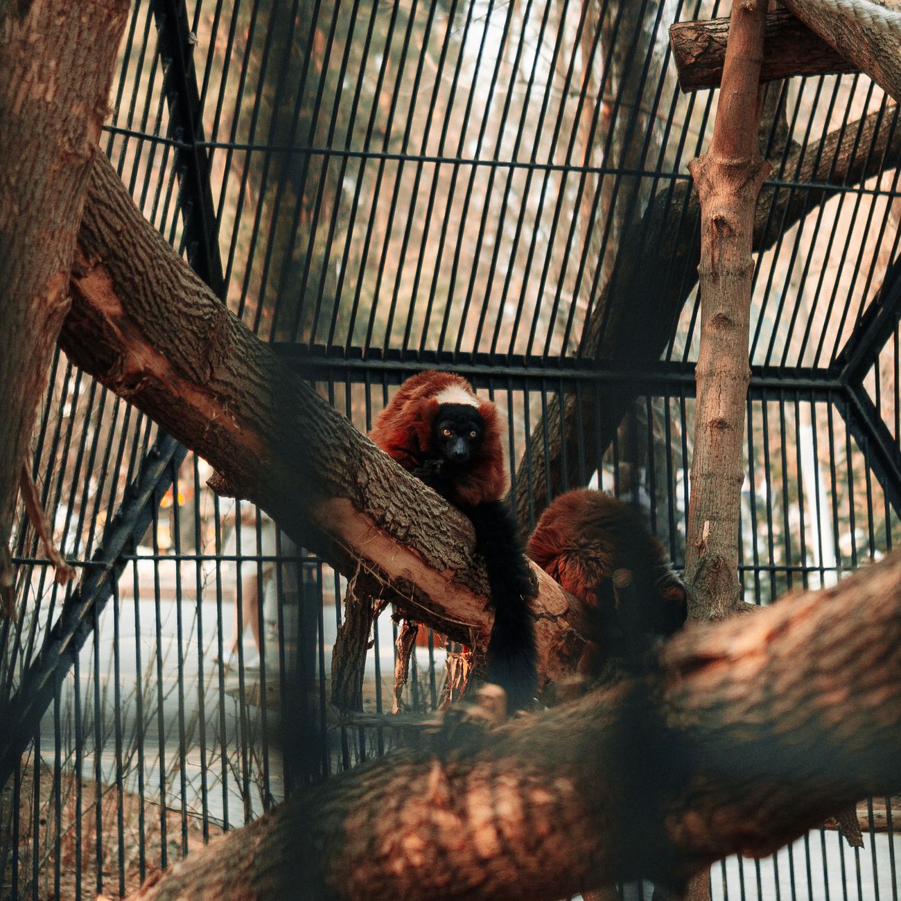 Conservation and Management of Primates