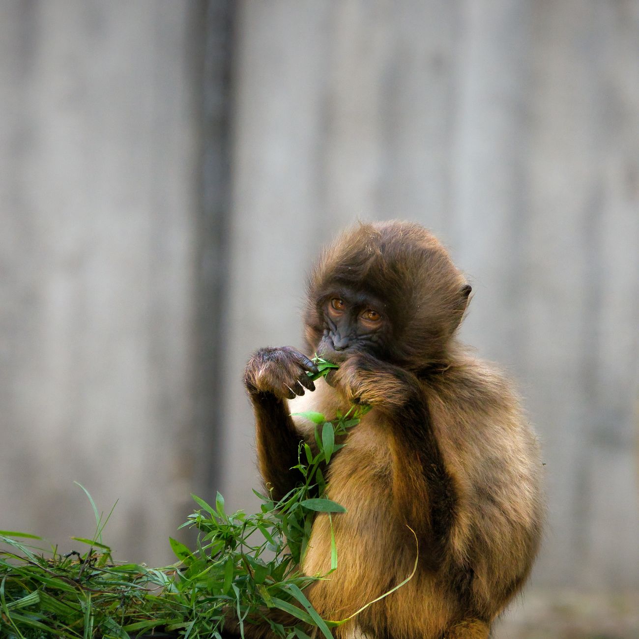 Neurobiology of Primate Behavior
