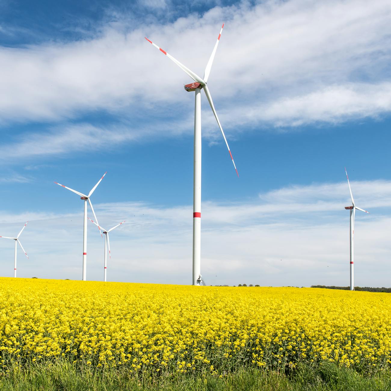 Ecological Economics and Sustainable Development