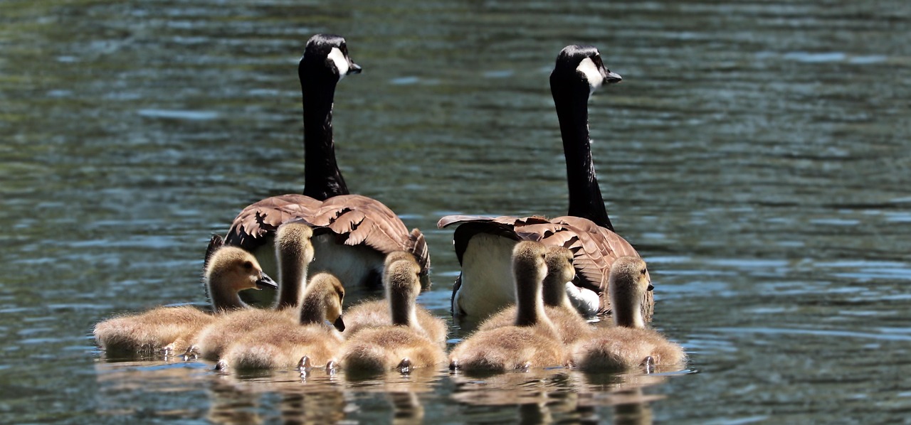 Supporting Families in Crisis