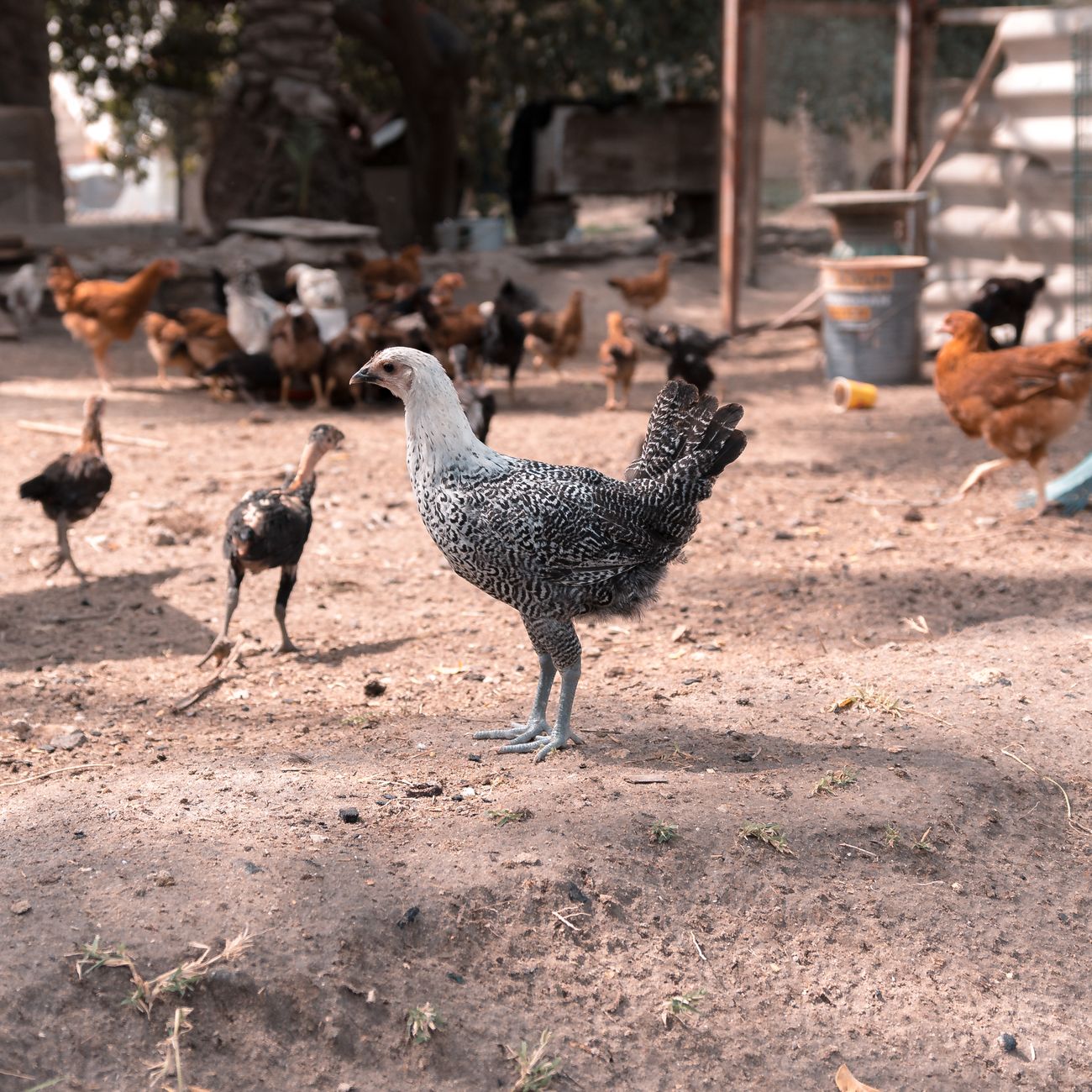 Avian Husbandry and Nutrition