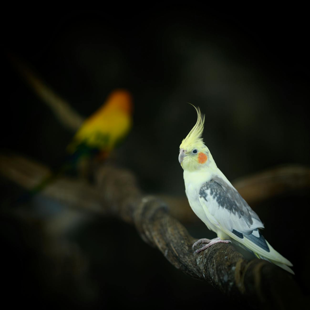 Avian Behavior and Handling